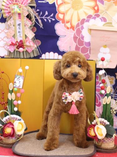 20240117ハッピーくん